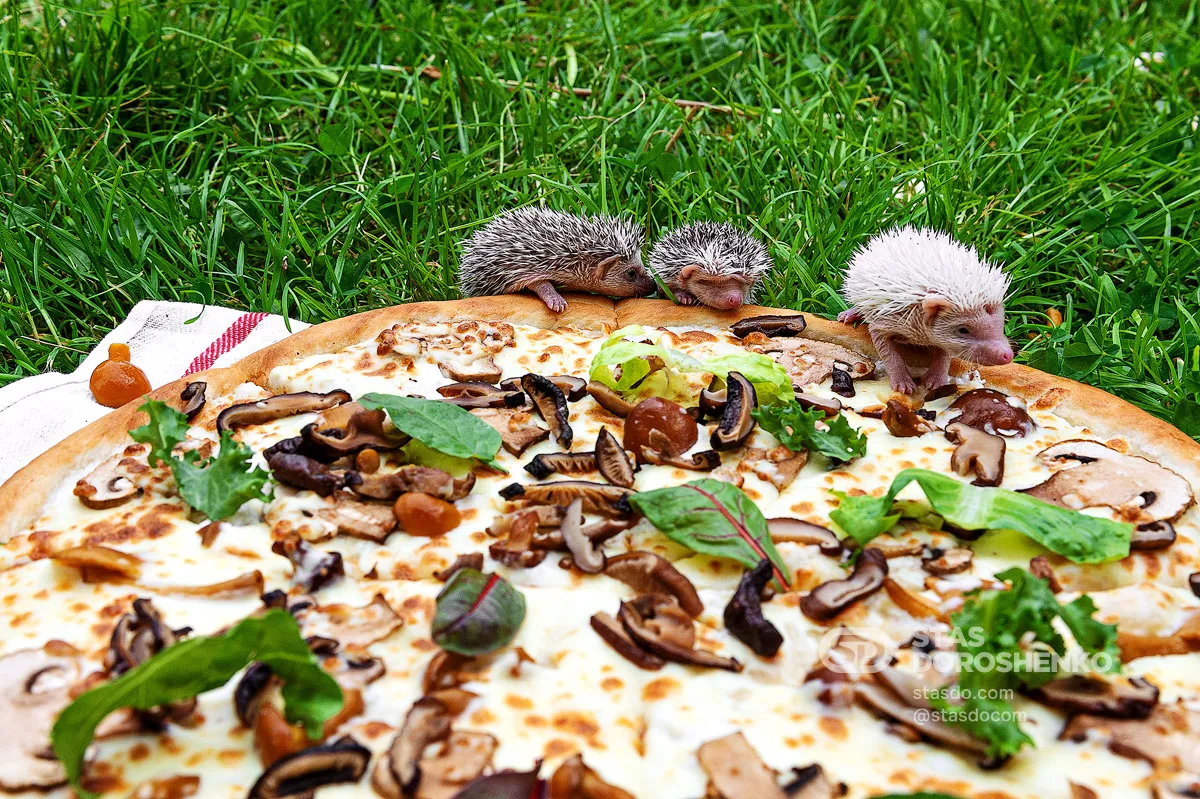 Пицца «Грибная» - рекламная кампания для ПиццаФабрики